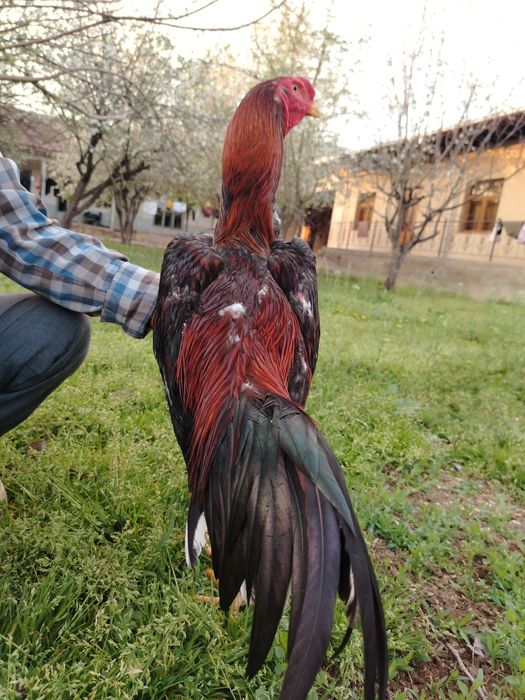 Дакан хороз сотилади