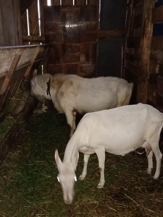 Țap Sannen rasă Olandeză