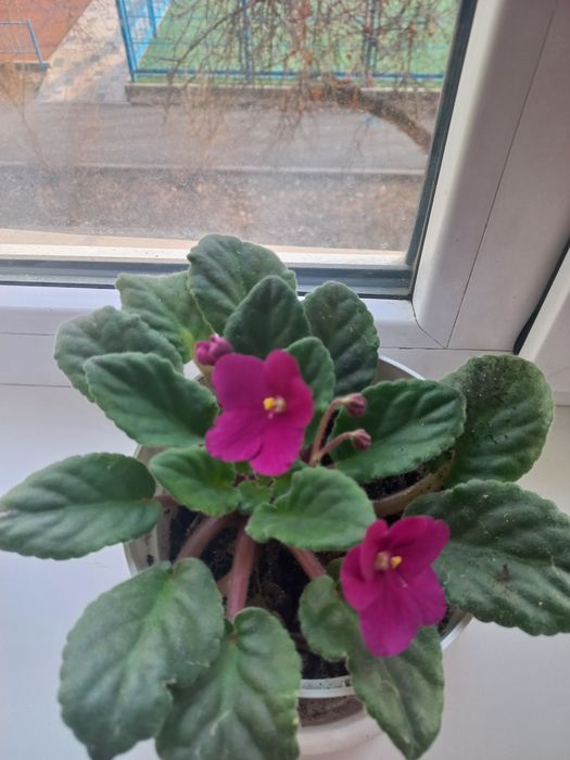 Продажа комнатных цветов