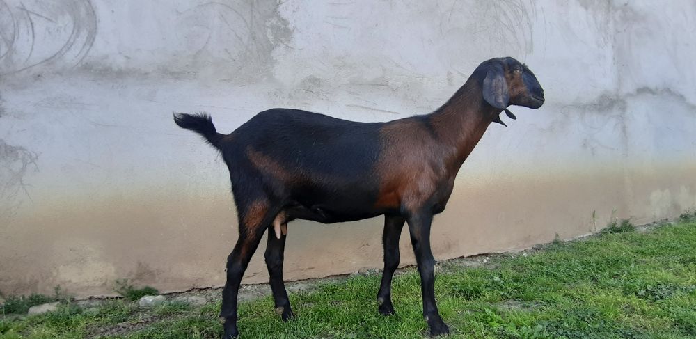 Capra Anglo Nubian