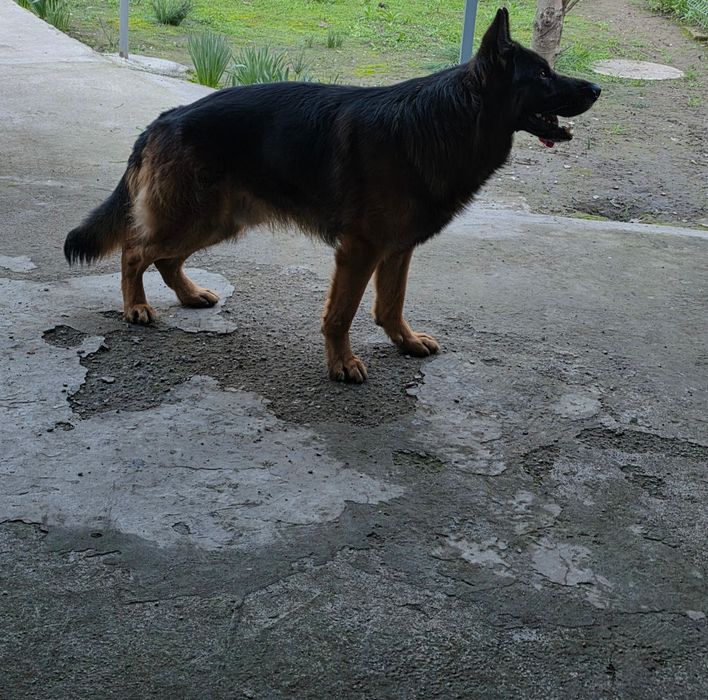 Кобель немецкой овчарки для вязки