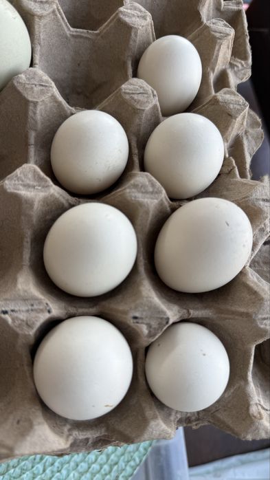 Яйца домашних кур , для  инкубации