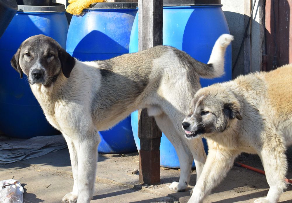 Ciobanesc Asia Centrală (Alabai) de 6 luni ,din părinți campioni