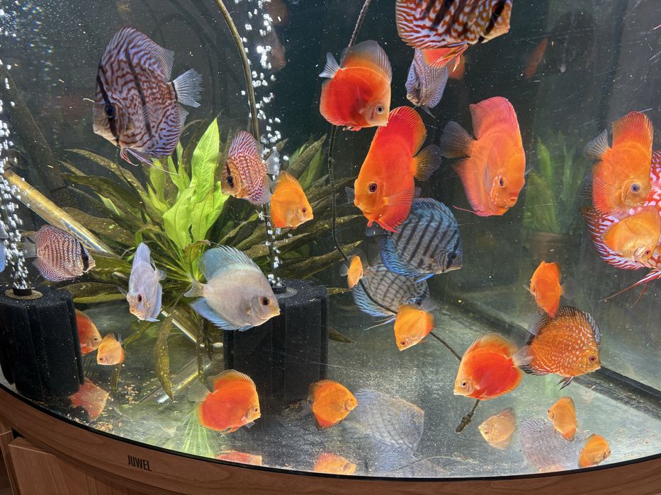 Pui discus  red melon si pigeon