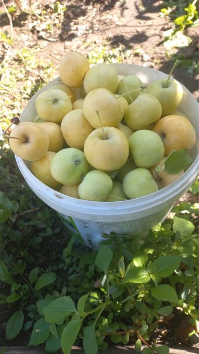 Продам дачную уралку