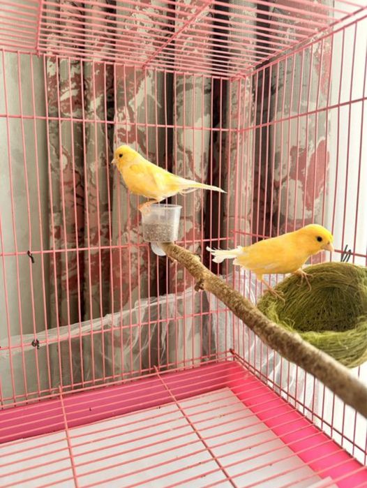 Канарейка самец,самка