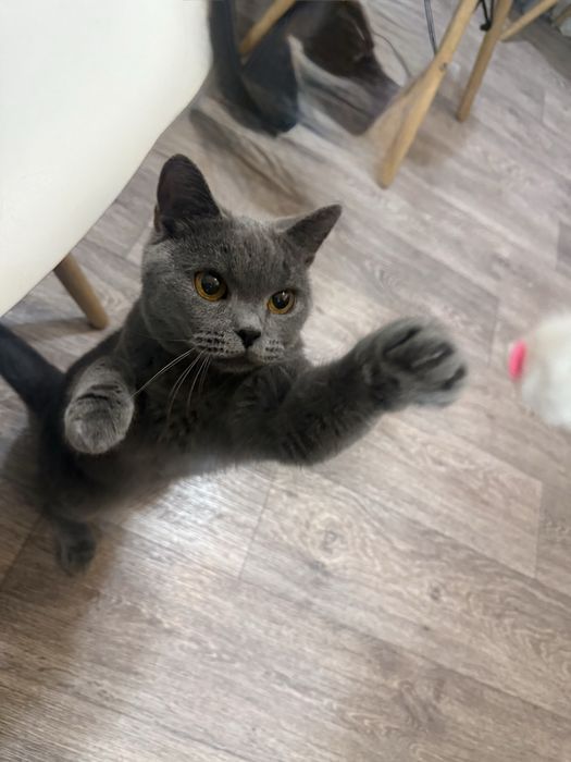 Кошечка британка