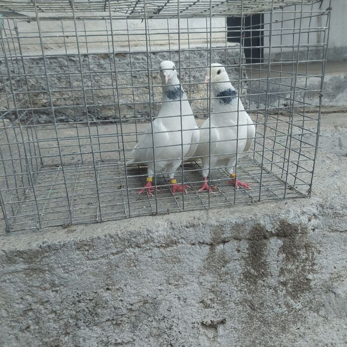 Бели Иран пара гатовый лет с игрой