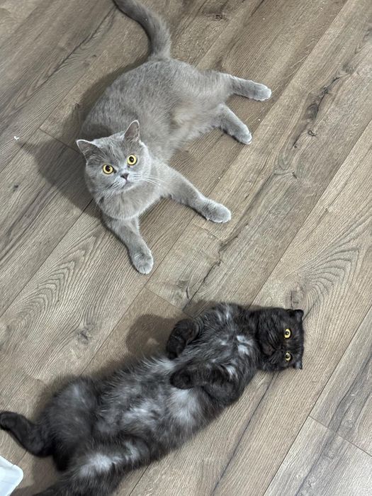 Отдадим двух кошек в хорошие руки