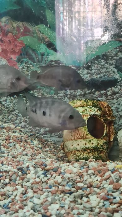 Продам большой шикарный аквариум