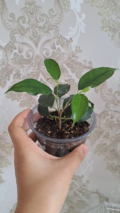 Фикусы разных сортов