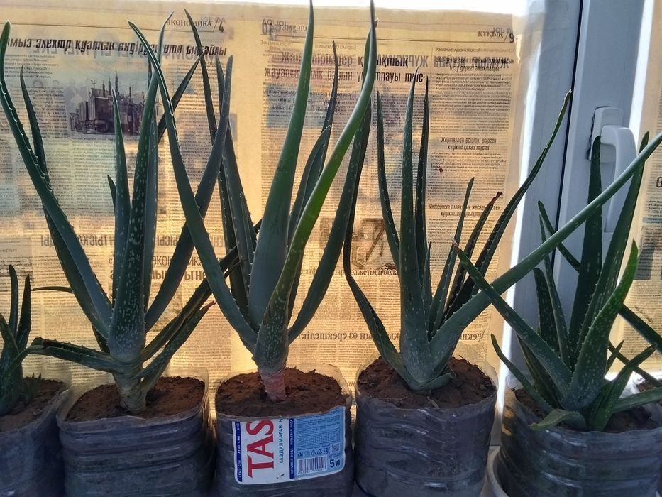Алоэ Вера цветы , комнатные