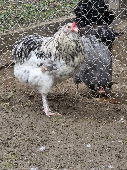 Cocos araucana splash