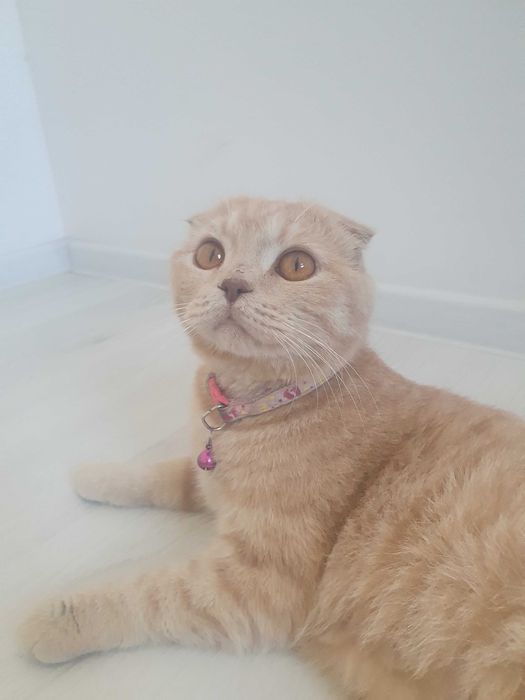 Продается кошка породы Скоттиш фолд
