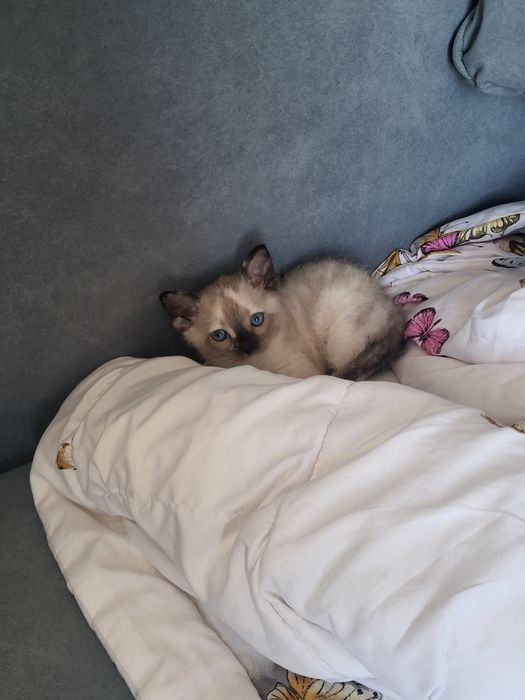 Котёнок сфинкс браш