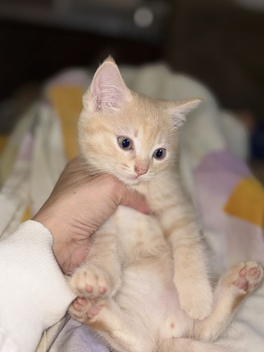 Отдам котят в добрые руки