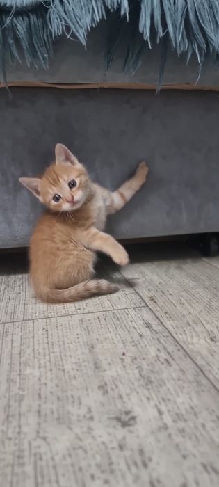 в добрые руки котят
