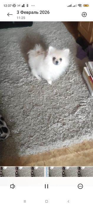 Померанский шпиц срочно