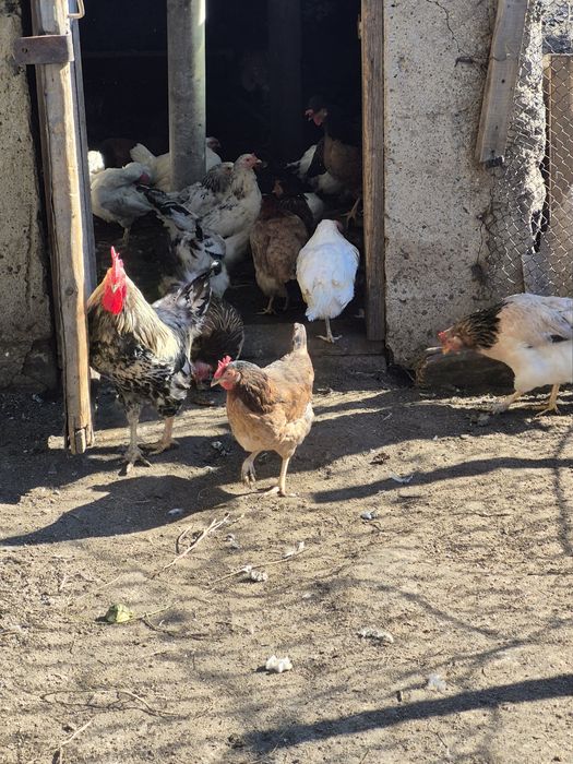 Продам курец домашних