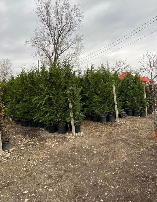 Cupressus leylandii 2.5m - 3m la ghiveci, super oferta
