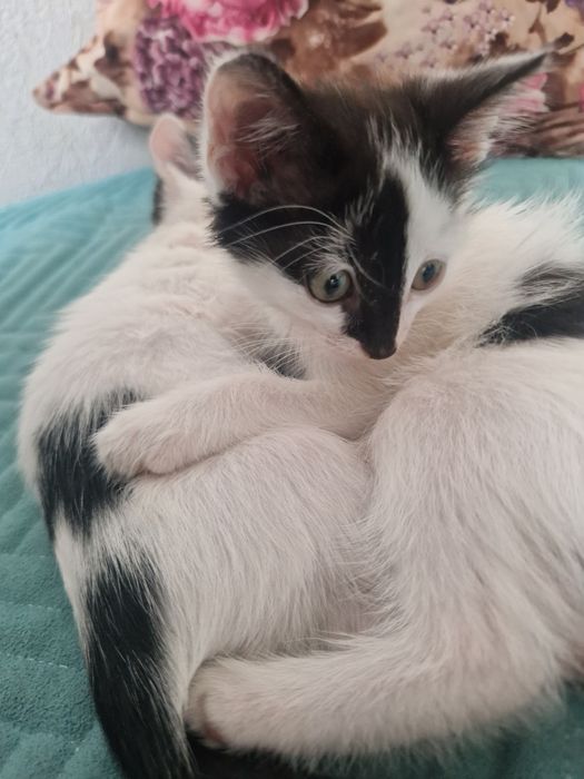 Отдам кошечек,к лотку приучены.