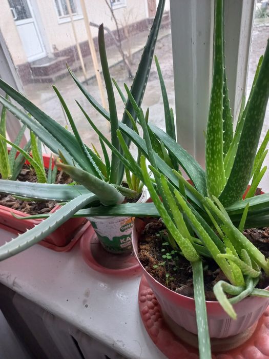 Алое вера лечебный