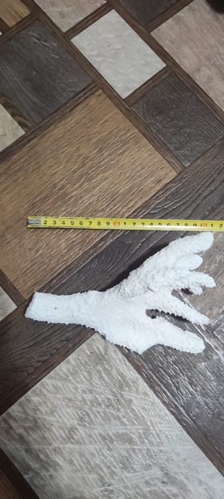 Кораллы в аквариум . 3500 тг.