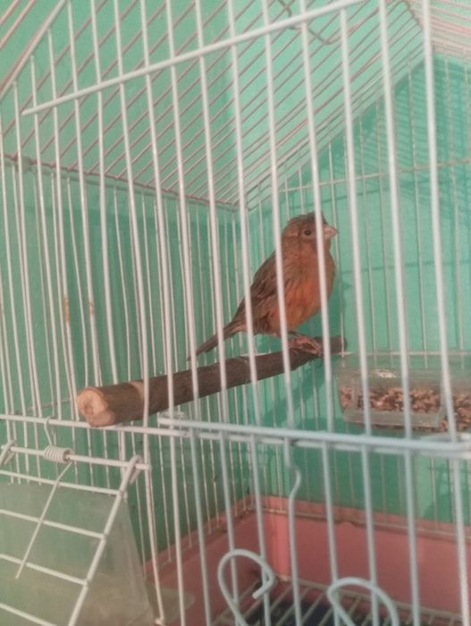 Канарейка сотилади нар 1 йош