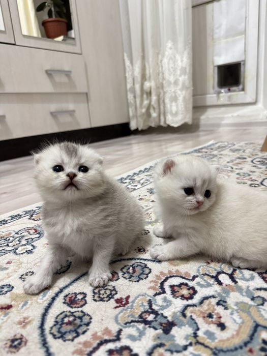 Шиншилы британские котята