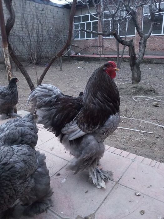 Brama zottor tovuqlar