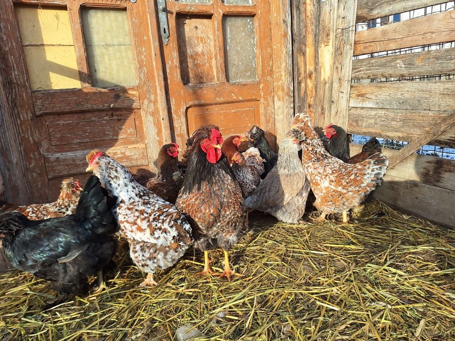 Disponibil ouă incubat găini moțate și colorate