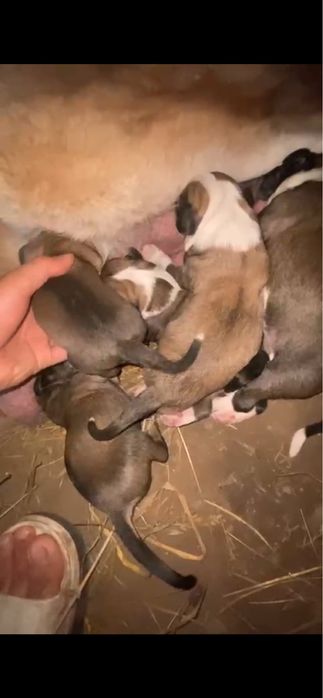 Алабай сука САО девочка