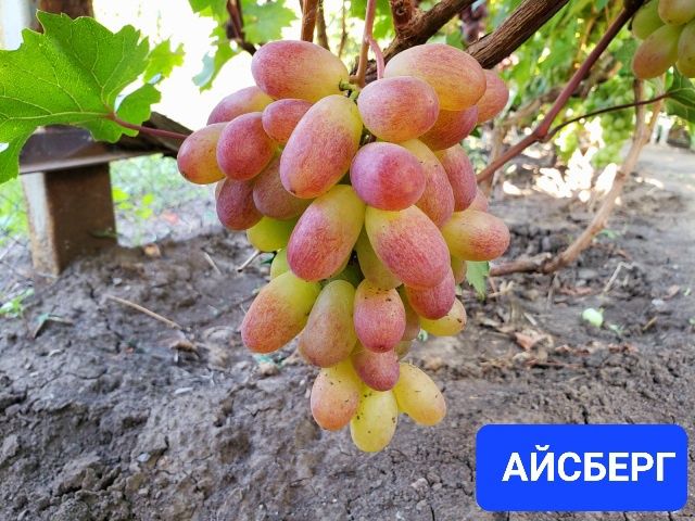 Сортовые Саженцы винограда Семей