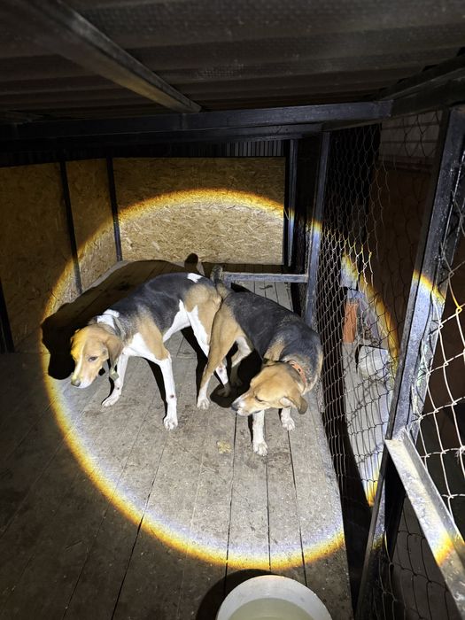 Продам Щенков Русской гончей