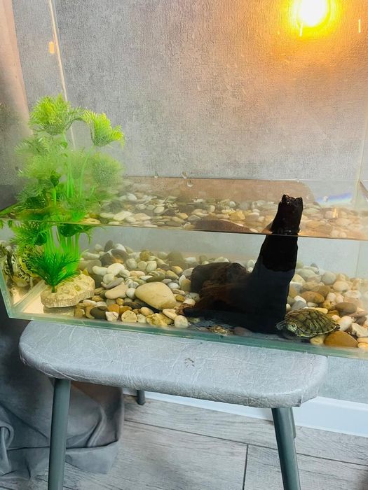 Черепахи Красноухие