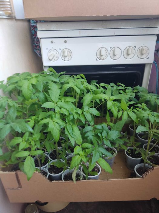 Разсад домати различни сортове