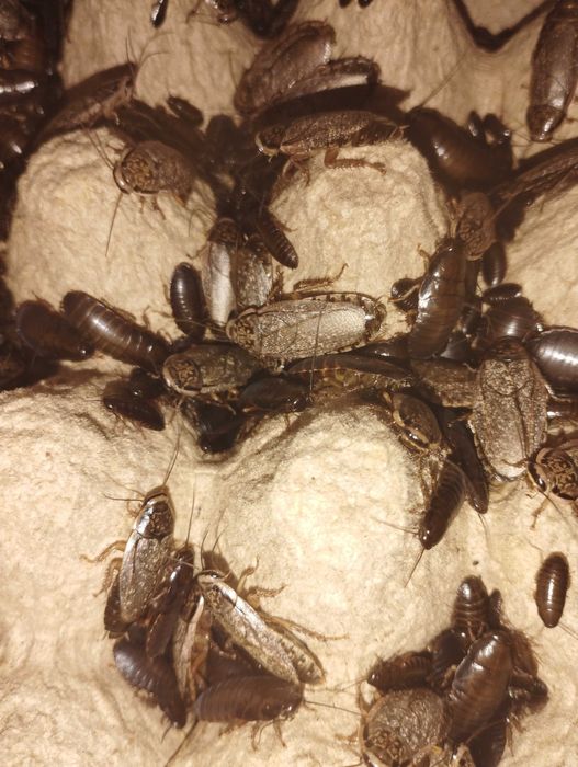 Мраморные тараканы .