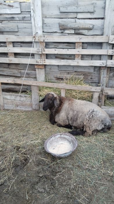 Кошкар сатылады жас семиз