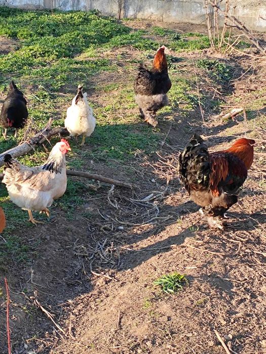 Брама петух модный