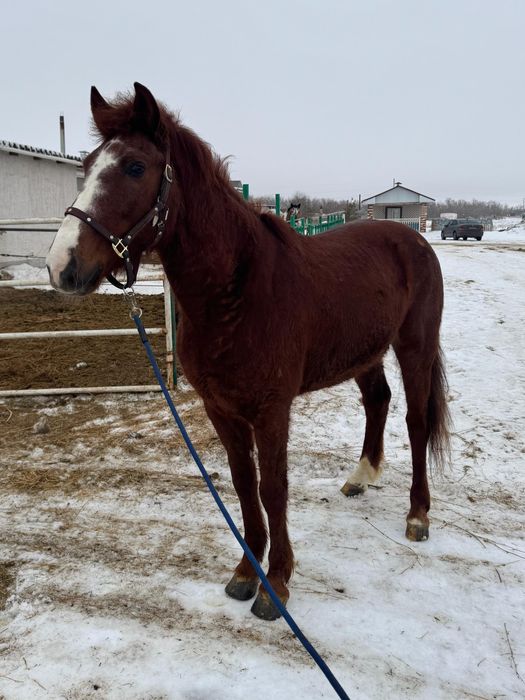 Жорга ат, Иноходец мерин