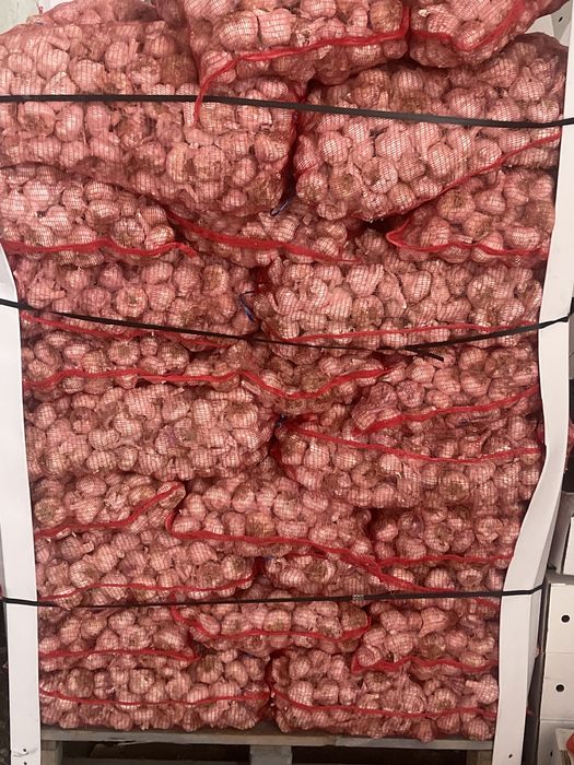 Usturoi de consum si pus in pamant