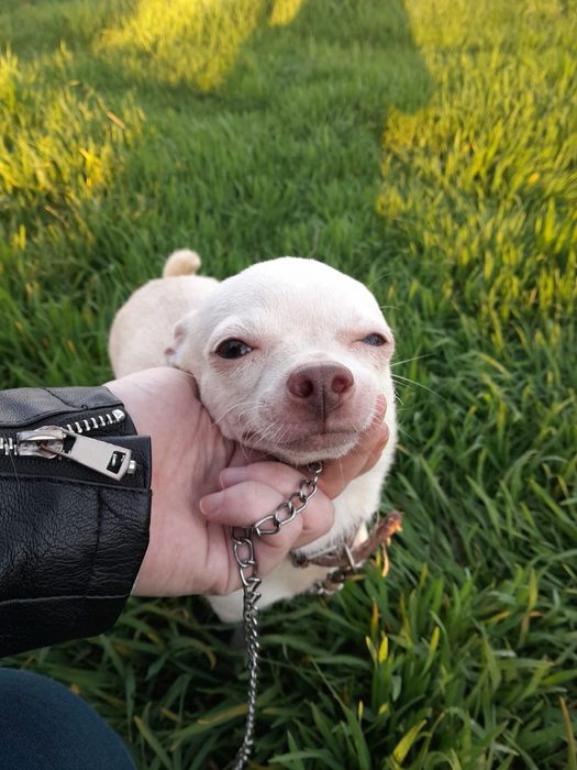 чихуахуа мини чихуахуа