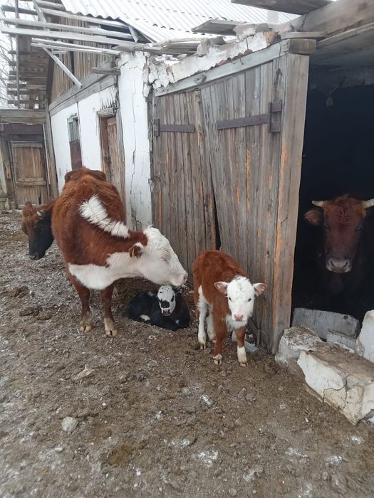 Продам крс с телеком