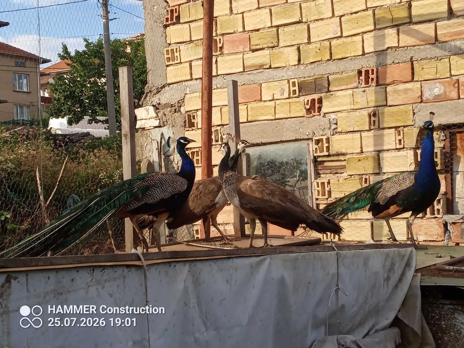 Пауни индийски на 4 години