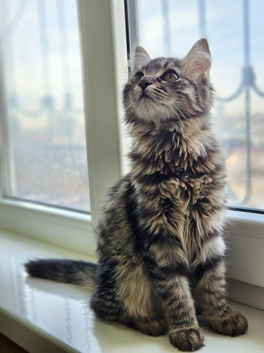 Котенок Пуша в поисках семьи! Ташкент!