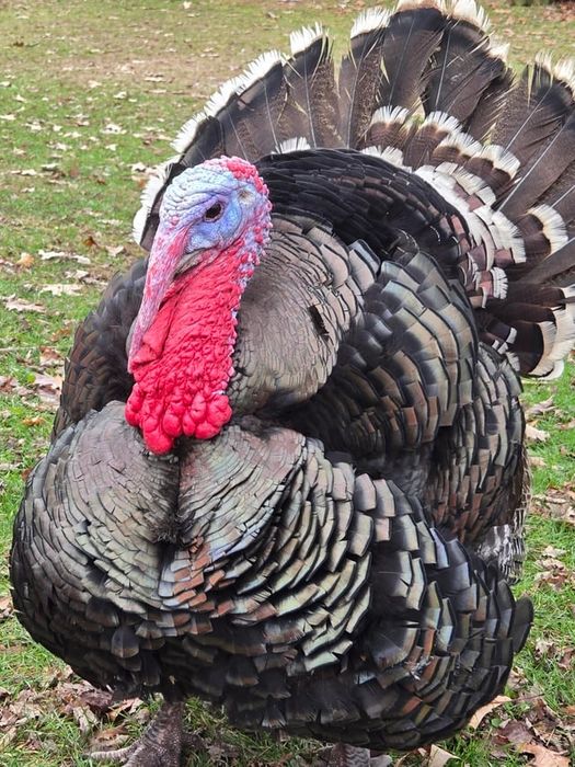 Индюки самцы продам бронза гибрид