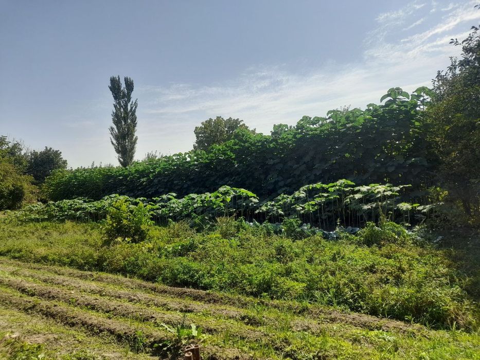 Pavloniya daraxti sotiladi
