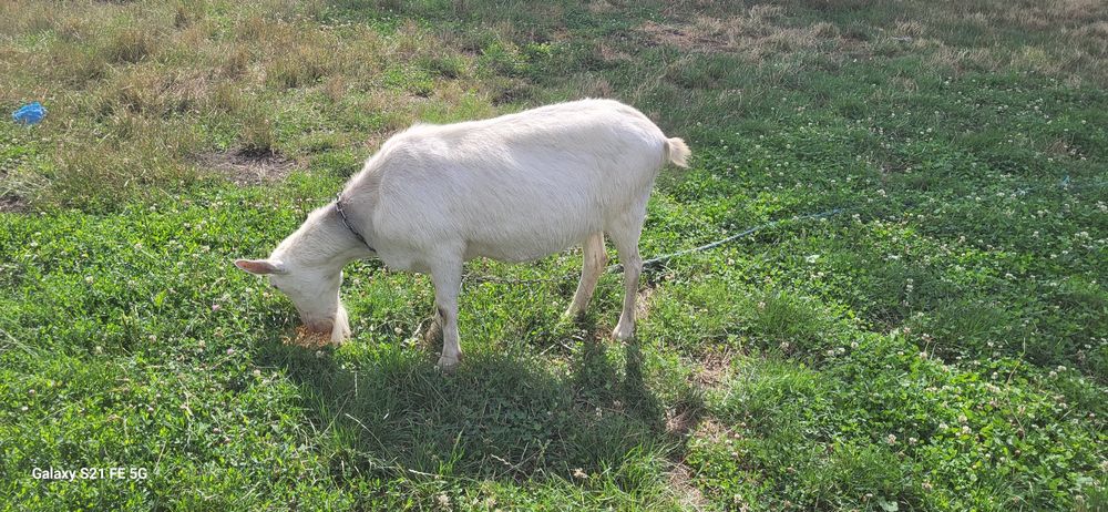 Schimb capră bună