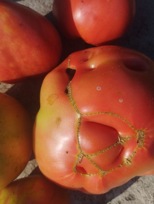 Продам помидоры домашние