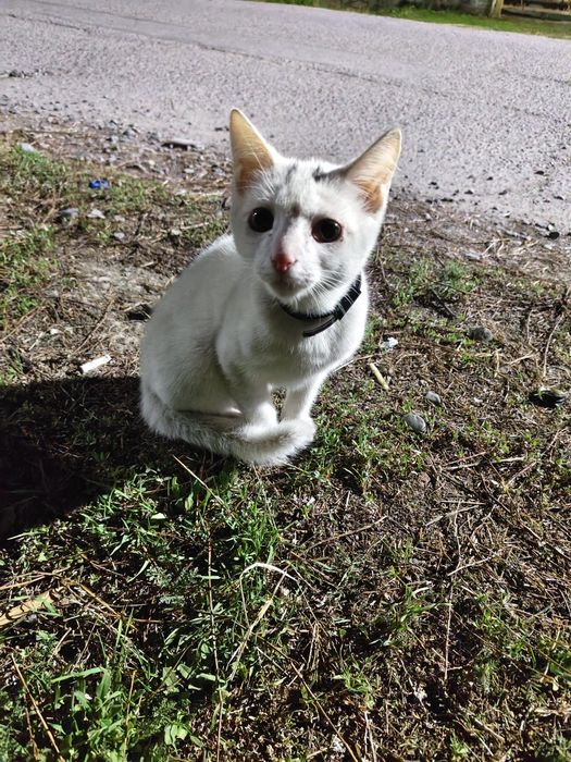 Отдам котенка срочно